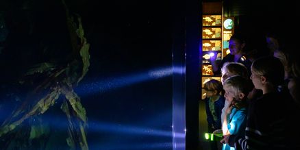Personen in einem dunklen Raum leuchten mit Taschenlampen in ein Aquarium. Im Hintergrund sind beleuchtete Tafeln mit Beschreibungen zu erkennen.