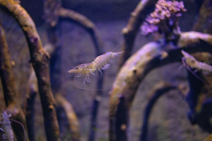 Krewetki pływające między korzeniami drzew (namorzyny)