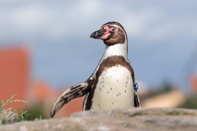 Porträt von Pinguin-Dame Alexandra