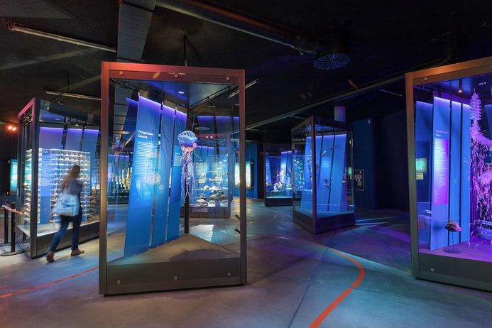 Panoramabild mit mehreren Vitrinen und einer Besucherin der Ausstellung Weltmeer im OZEANEUM