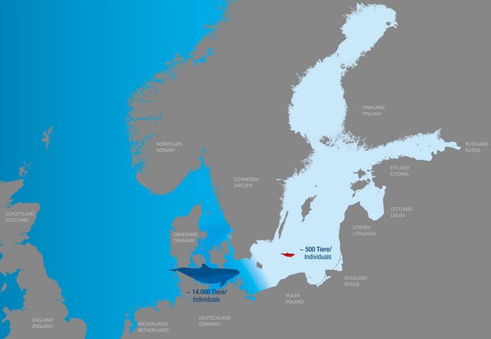 Eine Karte der Ost- und Nordsee zeigt die Verbreitungsgebiete der Schweinswalpopulationen
