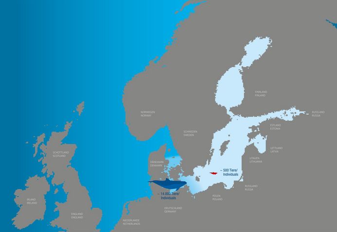 Eine Karte der Ost- und Nordsee zeigt die Verbreitungsgebiete der Schweinswalpopulationen
