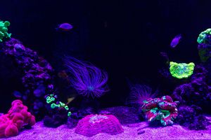 Bunte Korallen, die unter UV-Licht fluoreszieren und pink, grün und gelb schimmern