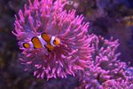 Clown-Anemonenfisch schwimmt in seiner Kupferanemone