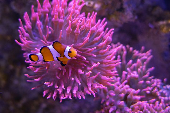 Clown-Anemonenfisch schwimmt in seiner Kupferanemone