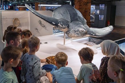 Eine Kindergruppe steht um die Lederschildkröte „Marlene“ versammelt