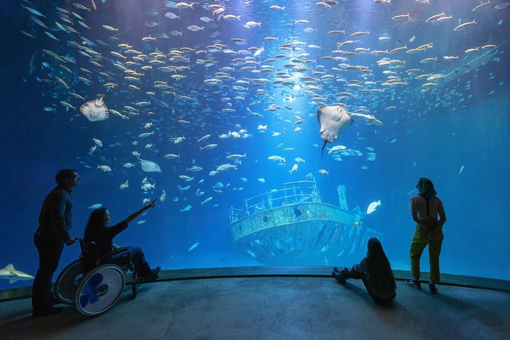 Vier Menschen vor einem großen Aquarium, indem Tiere schwimmen.