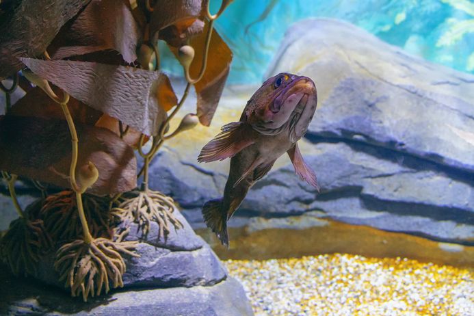 Fisch neben einem Felsen mit Kelp im Aquarium