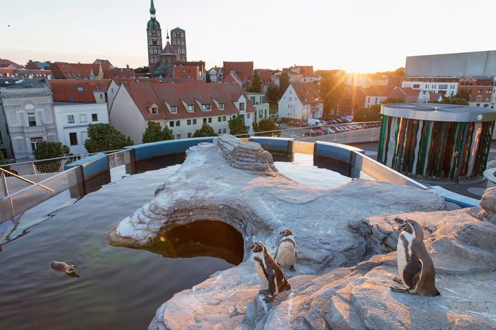 Die Humboldt-Pinguine OZEANEUMs genießen den schönsten Ausblick auf Stralsund in der untergehenden Abendsonne