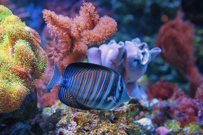 Blauer Fisch im Aquarium