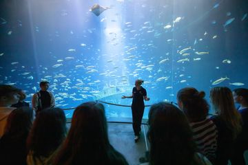 Personen stehen vor einem riesigen Aquarium