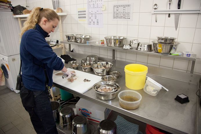 Food preparation for the marine inhabitants in the OZEANEUM (Photo: Johannes-Maria Schlorke / OZEANEUM Stralsund)