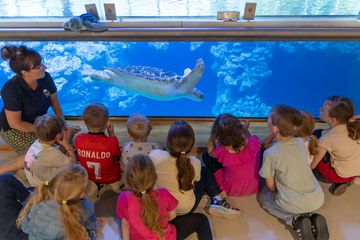 Kinder beobachten eine Meeresschildkröte im Aquarium