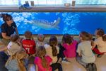 Kinder beobachten eine Meeresschildkröte im Aquarium