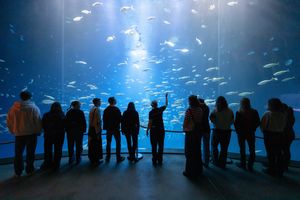 Guide with young people in front of large aquarium pane points to the animals in the tank