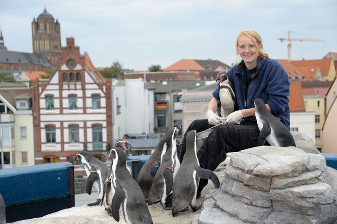 Eine Tierpflegerin füttert mehrere Pinguine auf der Dachterrasse des OZEANEUMs vor der Kulisse der Stralsunder Altstadt. 