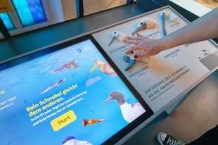 A hand explores embossed bird head impressions next to a touchscreen.