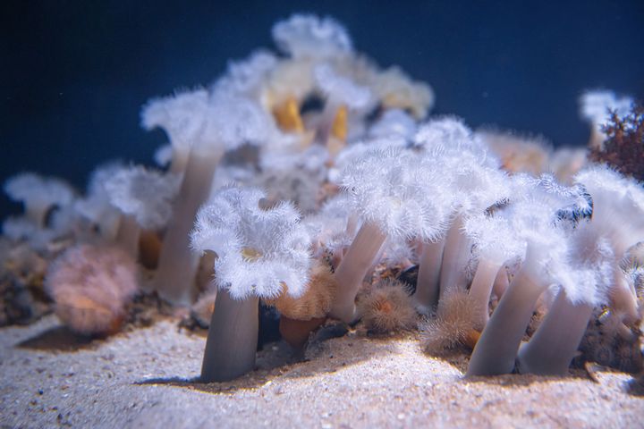 a group of white sea anemones in the aquarium tank seabed