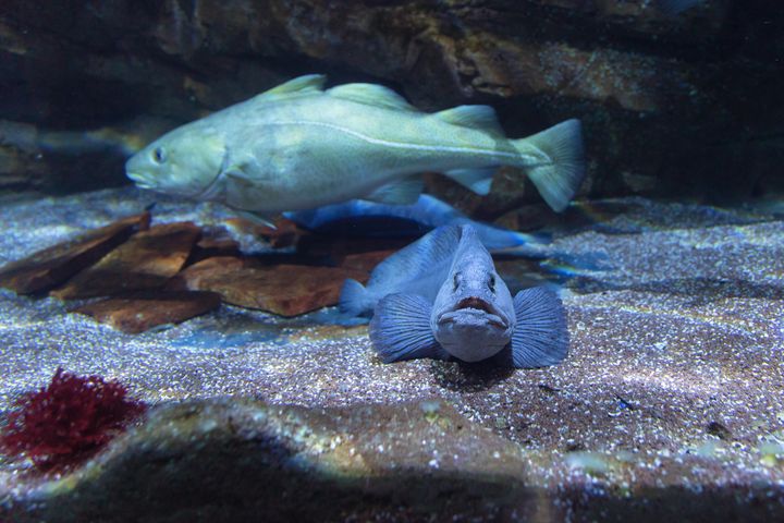 The sea wolf looks at the viewer with an open fish mouth.