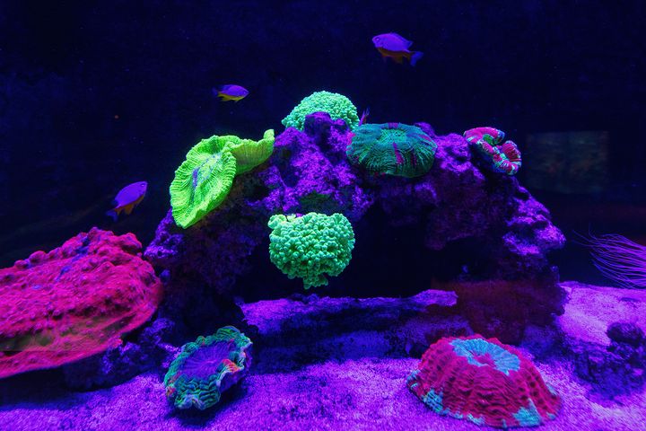 fluoreszierende Korallen