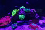 fluoreszierende Korallen