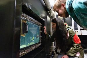 Zwei Personen beugen sich zu einem kleinen Aquarium hinunter und betrachten es
