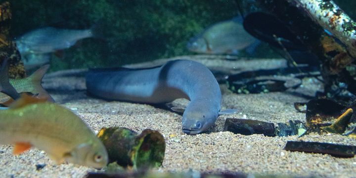 Ein Flussaal schwimmt über den Bodengrund eines Aquariums. 