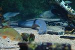 Ein Flussaal schwimmt über den Bodengrund eines Aquariums. 