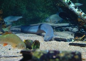 Ein Flussaal schwimmt über den Bodengrund eines Aquariums. 
