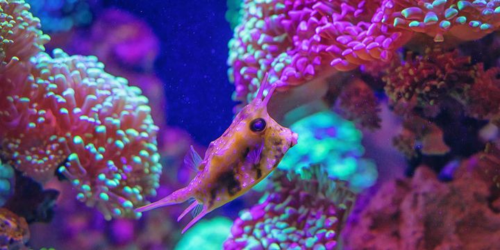 Horn-Kofferfisch im Lebensraum Great Barrier Reef