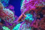 Horn-Kofferfisch im Lebensraum Great Barrier Reef