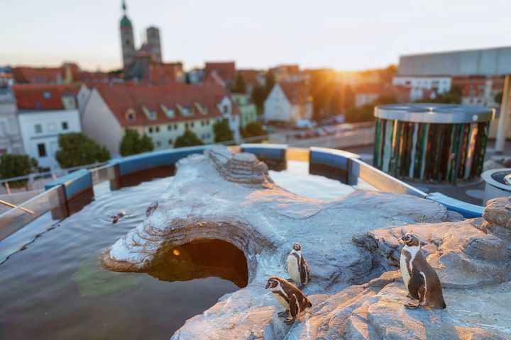 mehrere Humboldt-Pinguine auf ihrer Anlage auf der Dachterrasse des OZEANEUMs in der untergehenden Abendsonne