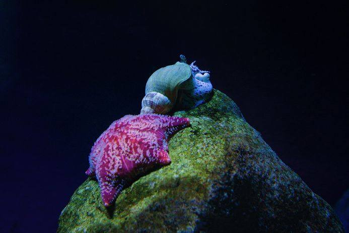 Ein Kissenseestern und eine Gemeine Wellhornschnecke auf einem grün bewachsenen Stein in einem Kleinbecken