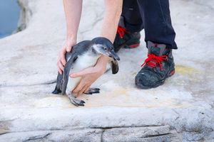Pinguin wird behutsam von einer Tierpflegerin abgesetzt