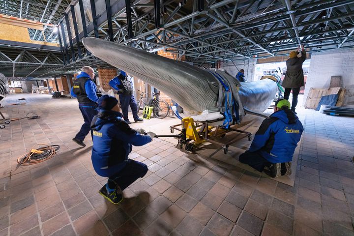 Mehrere Männer bewegen das lebensgroße Modell eines Brydewals in einer Halle. (Foto: Anke Neumeister/Deutsches Meeresmuseum)