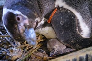 Pinguin mit Küken sitzt im Nest