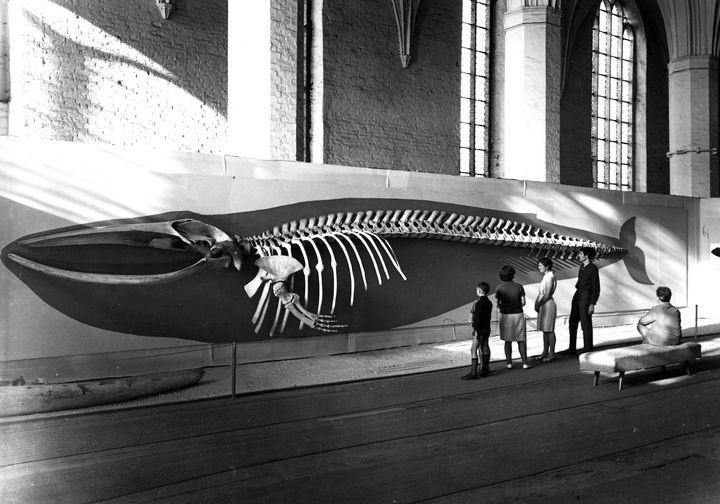 Museumsgäste vor einem halben Finnwalskelett