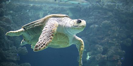 Schildkröte im MEERESMUSEUM