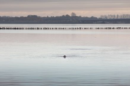 Robbe schaut aus dem Wasser