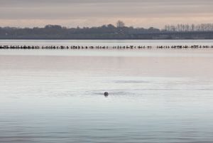 Robbe schaut aus dem Wasser