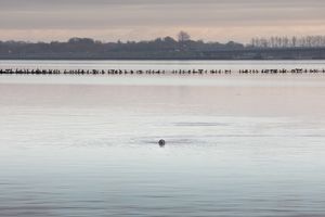 Robbe schaut aus dem Wasser