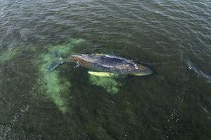 Buckelwal in der Ostsee