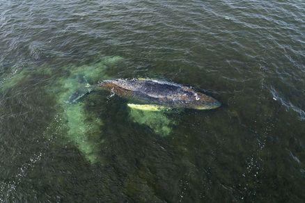 Buckelwal in der Ostsee