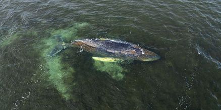 Buckelwal in der Ostsee