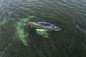Buckelwal in der Ostsee