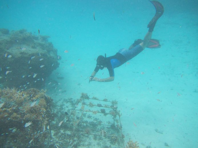 Korallenriffe auf den Malediven