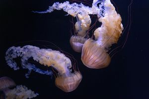 Quallen vor schwarzem Hintergrund