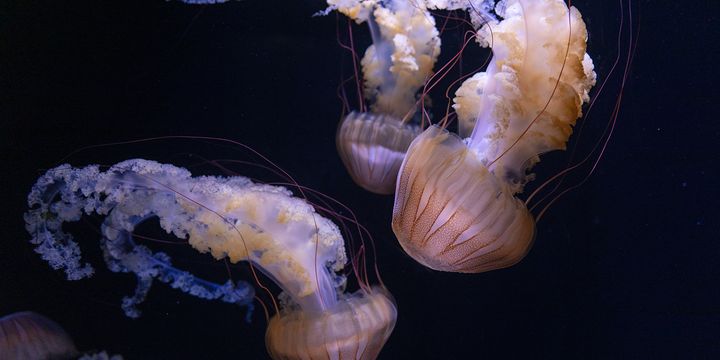Quallen vor schwarzem Hintergrund
