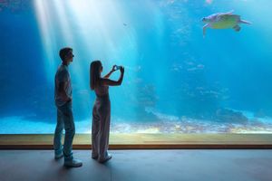 Zwei Menschen vor einem Aquarium schauen auf eine Schildkröte
