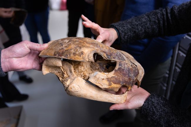 Schädel der 1965 vor Stralsund gefangenen Lederschildkröte (Foto: Anke Neumeister/Deutsches Meeresmuseum)